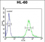 M11D1 Antibody  (N-term)
